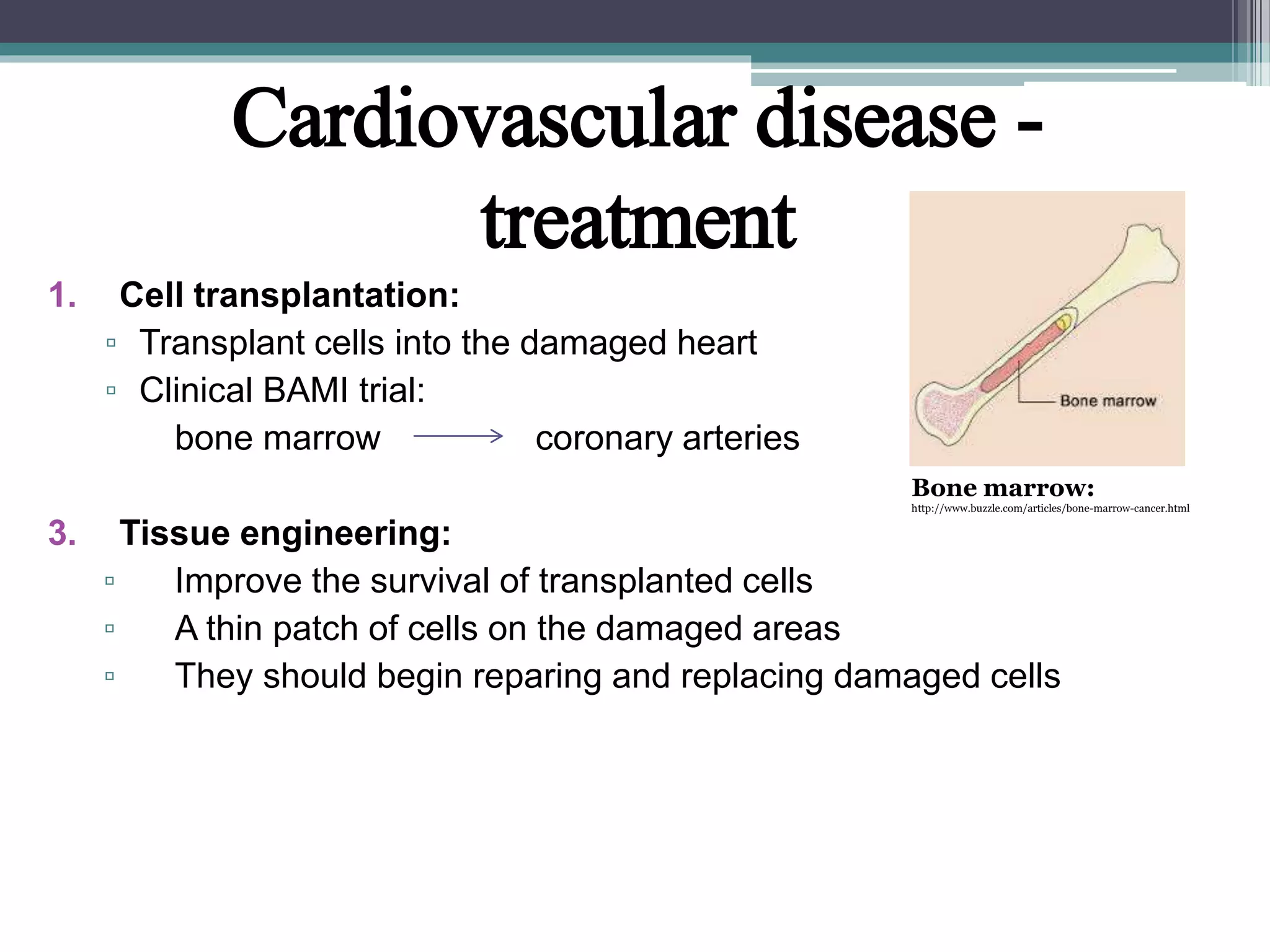 1. Cell transplantation:
▫ Transplant cells into the damaged heart
▫ Clinical BAMI trial:
bone marrow coronary arteries
3. Tissue engineering:
▫ Improve the survival of transplanted cells
▫ A thin patch of cells on the damaged areas
▫ They should begin reparing and replacing damaged cells
Cardiovascular disease -
treatment
Bone marrow:
http://www.buzzle.com/articles/bone-marrow-cancer.html
 