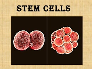 Stem CellS
 