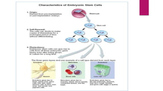 Stem cells in regeneration | PPTX