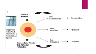 Stem cells in regeneration | PPTX