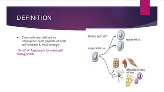 Stem cells in regeneration | PPTX