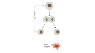 terminally
differentiated
cell
 