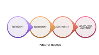 OLIGOPOTENT,
UNIPOTENT
MULTIPOTENTPLURIPOTENTTOTIPOTENT
Potency of Stem Cells
 