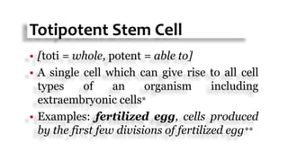 Totipotent Stem Cell
 [toti = whole, potent = able to]
 A single cell which can give rise to all cell
types of an organism including
extraembryonic cells*
 Examples: fertilized egg, cells produced
by the first few divisions of fertilized egg**
 
