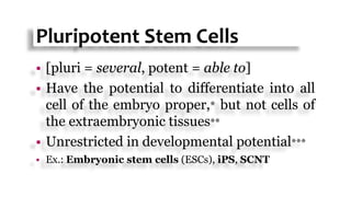Pluripotent Stem Cells
 [pluri = several, potent = able to]
 Have the potential to differentiate into all
cell of the embryo proper,* but not cells of
the extraembryonic tissues**
 Unrestricted in developmental potential***
 Ex.: Embryonic stem cells (ESCs), iPS, SCNT
 