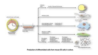 Production of differentiated cells from mouse ES cells in culture.
 