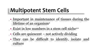 Multipotent Stem Cells
 Important in maintenance of tissues during the
lifetime of an organism*
 Exist in low numbers in a stem cell niche**
 Cells are quiescent – not actively dividing
 They can be difficult to identify, isolate and
culture
 