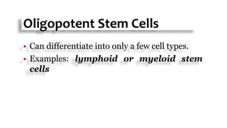 Oligopotent Stem Cells
 Can differentiate into only a few cell types.
 Examples: lymphoid or myeloid stem
cells
 