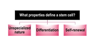 What properties define a stem cell?
Unspecialized
nature
Differentiation Self-renewal
 