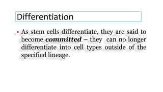 Differentiation
 As stem cells differentiate, they are said to
become committed – they can no longer
differentiate into cell types outside of the
specified lineage.
 