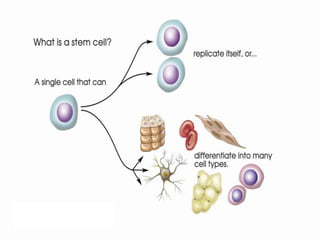 Stem cells | PPTX