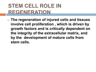 STEM CELL ROLE IN
REGENERATION
 The regeneration of injured cells and tissues
involve cell proliferation , which is driven by
growth factors and is critically dependent on
the integrity of the extracellular matrix, and
by the development of mature cells from
stem cells.
 