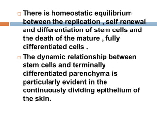  There is homeostatic equilibrium
between the replication , self renewal
and differentiation of stem cells and
the death of the mature , fully
differentiated cells .
 The dynamic relationship between
stem cells and terminally
differentiated parenchyma is
particularly evident in the
continuously dividing epithelium of
the skin.
 