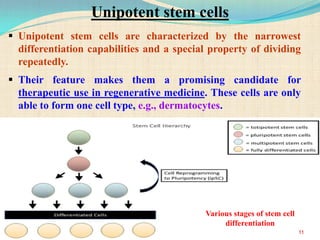  Unipotent stem cells are characterized by the narrowest
differentiation capabilities and a special property of dividing
repeatedly.
 Their feature makes them a promising candidate for
therapeutic use in regenerative medicine. These cells are only
able to form one cell type, e.g., dermatocytes.
Various stages of stem cell
differentiation
11
Unipotent stem cells
 