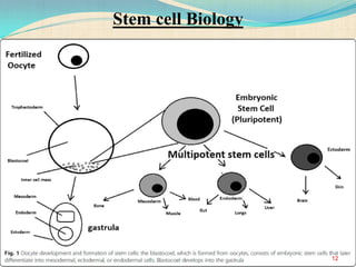 12
Stem cell Biology
 