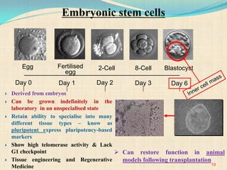 8-Cell BlastocystFertilised
egg
2-CellEgg
Day 0 Day 1 Day 2 Day 3 Day 6
Embryonic stem cells
 Derived from embryos
 Can be grown indefinitely in the
laboratory in an unspecialised state
 Retain ability to specialise into many
different tissue types – know as
pluripotent express pluripotency-based
markers
 Show high telomerase activity & Lack
G1 checkpoint
 Tissue engineering and Regenerative
Medicine
 Can restore function in animal
models following transplantation
13
 