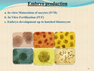 a. In vitro Maturation of oocytes (IVM)
b. In Vitro Fertilization (IVF)
c. Embryo development up to hatched blastocysts
14
Embryo production
 