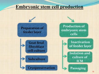 Preparation of
feeder layer
Production of
embryonic stem
cells
Goat fetal
fibroblast
cell culture
Passaging
Subculture
Cryopreservation
Inactivation
of feeder layer
Isolation and
culture of
ICM
15
Embryonic stem cell production
 