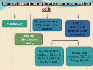 RT-PCR
detection of
embryonic stem
cell markers
Intracellular
markers (OCT-4,
Nanog, SOX-2)
Surface markers
(SSEA-1, SSEA-3,
SSEA-4 , TRA-1-
60, TRA-1-81)
Immunoflourescent
detection of ES cell
markers
Alkaline
phosphatase
staining
Morphology
16
 