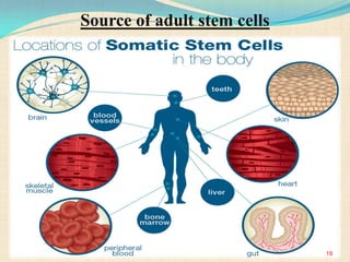 Source of adult stem cells
19
 