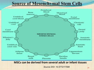 MSCs can be derived from several adult or infant tissues
Source DOI: 10.5772/17588 21
Source of Mesenchymal Stem Cells
 