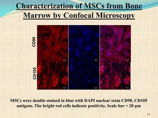 MSCs were double stained in blue with DAPI nuclear stain CD90, CD105
antigens. The bright red cells indicate positivity. Scale bar = 20 μm
CD90CD105
23
Characterization of MSCs from Bone
Marrow by Confocal Microscopy
 
