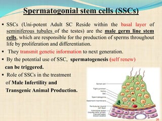 Spermatogonial stem cells (SSCs)
 SSCs (Uni-potent Adult SC Reside within the basal layer of
seminiferous tubules of the testes) are the male germ line stem
cells, which are responsible for the production of sperms throughout
life by proliferation and differentiation.
 They transmit genetic information to next generation.
 By the potential use of SSC, spermatogenesis (self renew)
can be triggered.
 Role of SSCs in the treatment
of Male Infertility and
Transgenic Animal Production.
26
 