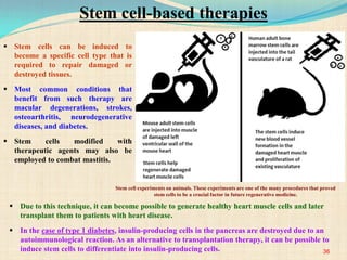  Stem cells can be induced to
become a specific cell type that is
required to repair damaged or
destroyed tissues.
 Most common conditions that
benefit from such therapy are
macular degenerations, strokes,
osteoarthritis, neurodegenerative
diseases, and diabetes.
 Stem cells modified with
therapeutic agents may also be
employed to combat mastitis.
 Due to this technique, it can become possible to generate healthy heart muscle cells and later
transplant them to patients with heart disease.
 In the case of type 1 diabetes, insulin-producing cells in the pancreas are destroyed due to an
autoimmunological reaction. As an alternative to transplantation therapy, it can be possible to
induce stem cells to differentiate into insulin-producing cells.
Stem cell experiments on animals. These experiments are one of the many procedures that proved
stem cells to be a crucial factor in future regenerative medicine.
36
Stem cell-based therapies
 