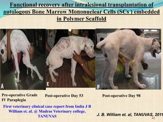 Post-operative Day 53 Post-operative Day 98
J. B. William et. al, TANUVAS, 2011
42
Functional recovery after intralesional transplantation of
autologous Bone Marrow Mononuclear Cells (SCs ) embedded
in Polymer Scaffold
Pre-operative Grade
IV Paraplegia
First veterinary clinical case report from India J B
William et. al. @ Madras Veterinary college,
TANUVAS
 