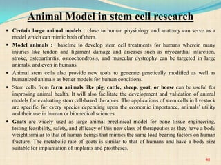 Animal Model in stem cell research
 Certain large animal models : close to human physiology and anatomy can serve as a
model which can mimic both of them.
 Model animals : baseline to develop stem cell treatments for humans wherein many
injuries like tendon and ligament damage and diseases such as myocardial infarction,
stroke, osteoarthritis, osteochondrosis, and muscular dystrophy can be targeted in large
animals, and even in humans.
 Animal stem cells also provide new tools to generate genetically modified as well as
humanized animals as better models for human conditions.
 Stem cells from farm animals like pig, cattle, sheep, goat, or horse can be useful for
improving animal health. It will also facilitate the development and validation of animal
models for evaluating stem cell-based therapies. The applications of stem cells in livestock
are specific for every species depending upon the economic importance, animals’ utility
and their use in human or biomedical sciences.
 Goats are widely used as large animal preclinical model for bone tissue engineering,
testing feasibility, safety, and efficacy of this new class of therapeutics as they have a body
weight similar to that of human beings that mimics the same load bearing factors on human
fracture. The metabolic rate of goats is similar to that of humans and have a body size
suitable for implantation of implants and prostheses.
48
 