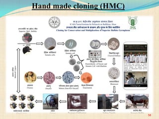 Hand made cloning (HMC)
58
 