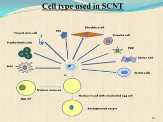 Cell type used in SCNT
59
 