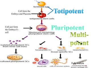 Cell form the
Embryo and Placenta
Cell just form
the Embryo 8 -
cell
Fully mature
6
 