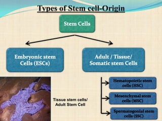Tissue stem cells/
Adult Stem Cell
7
 