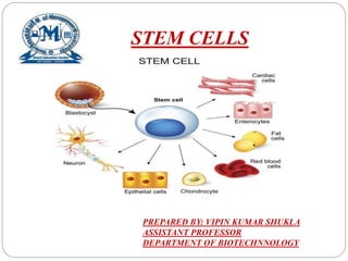 STEM CELLS
PREPARED BY: VIPIN KUMAR SHUKLA
ASSISTANT PROFESSOR
DEPARTMENT OF BIOTECHNNOLOGY
 