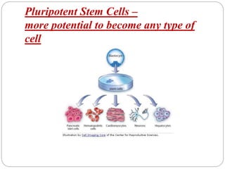 Pluripotent Stem Cells –
more potential to become any type of
cell
 