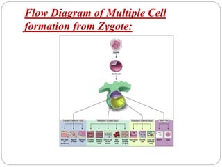 Flow Diagram of Multiple Cell
formation from Zygote:
 