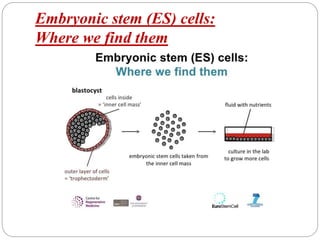 Embryonic stem (ES) cells:
Where we find them
 