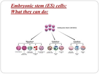 Embryonic stem (ES) cells:
What they can do:
 