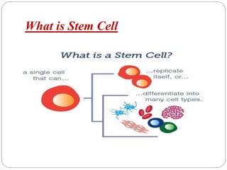 What is Stem Cell
 