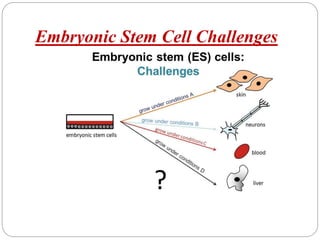 Embryonic Stem Cell Challenges
 