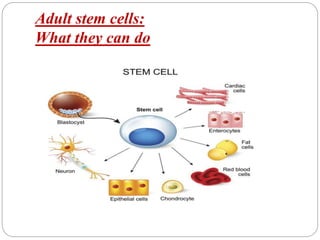 Adult stem cells:
What they can do
 