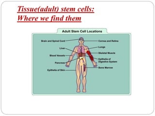 Tissue(adult) stem cells:
Where we find them
 