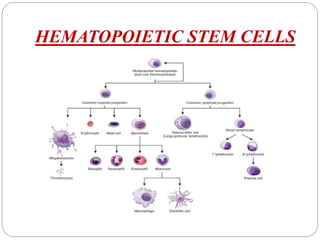 HEMATOPOIETIC STEM CELLS
 