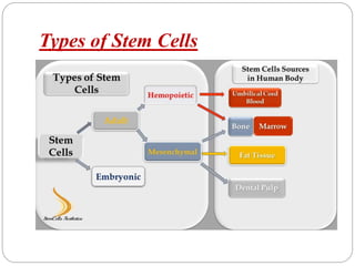 Types of Stem Cells
 