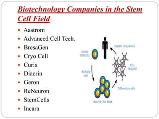 Biotechnology Companies in the Stem
Cell Field
 Aastrom
 Advanced Cell Tech.
 BresaGen
 Cryo Cell
 Curis
 Diacrin
 Geron
 ReNeuron
 StemCells
 Incara
 