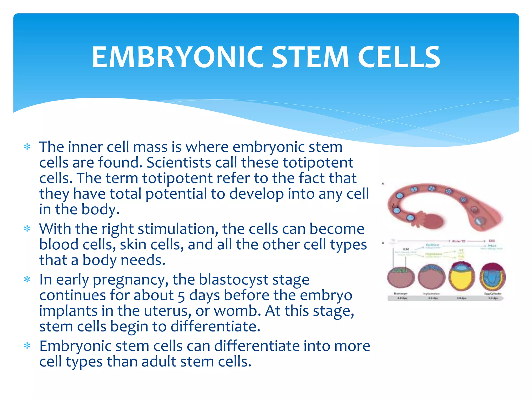 Stem Cells | PPT