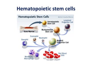 Hematopoietic stem cells
 