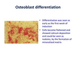 Osteoblast differentiation
• Differentiation was seen as
early as the first week of
induction
• Cells became flattened and
showed calcium deposition
and could be seen as
nodules, by the formation of
mineralized matrix
 