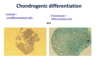 Chondrogenic differentiation
Control –
Undifferentiated cells
Chondrocyte –
differentiated cells
10 X
 